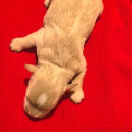 Sebastian - Wheaten male Miniature Schnauzer puppy in Mission, Texas from Blue Rose's Schnauzers