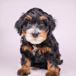 Kelsi - Tri-color female Bernedoodle puppy in Saratoga Springs, Utah from Saratoga Springs Doodles