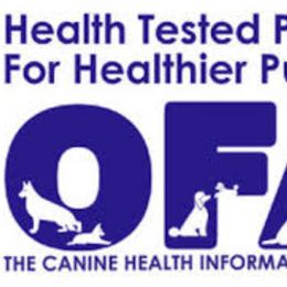 Miniature Schnauzer Puppies from PartiLife Miniature Schnauzers