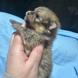 Alfie - Orange sable male Pomeranian puppy in Waterloo, Indiana from Garcias Pomeranian