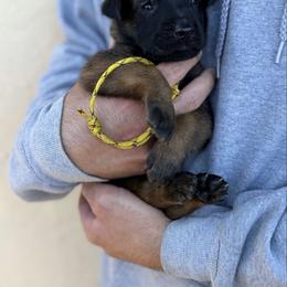 Chorus - Mahogany male Belgian Malinois puppy in Deerfield Beach, Florida from vd Hunde der neuen Äre