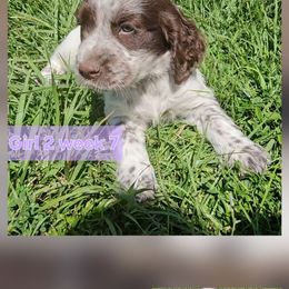 Girl 2 - Liver white and roan female English Springer Spaniel puppy in Lakeland, Georgia from A&N Hobby Farm