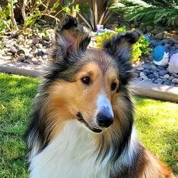 Yeager - Shetland Sheepdog