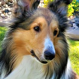 Yeager - Shetland Sheepdog