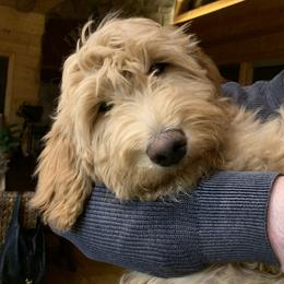 Goldendoodle Puppies from Lundee Doodles