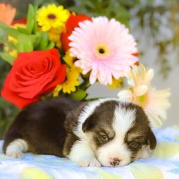 Boy 5 - Black and tan male Pembroke Welsh Corgi puppy in Caliente, California from Rafter Cross 7