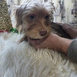 Yorkshire Terrier puppies from Yorkies Living in Virginia