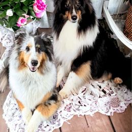 Shetland Sheepdog Puppies from Kristie Wiehe