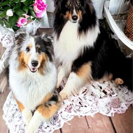 Shetland Sheepdog Puppies from Kristie Wiehe