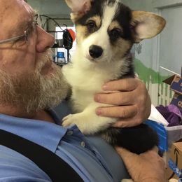 Coton de Tulear and Pembroke Welsh Corgi Puppies from Marnac