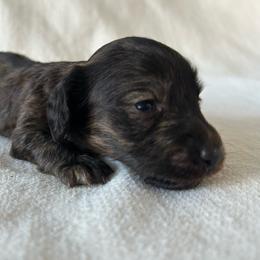 Marino (dark brindle) - Brindle male Dachshund puppy in Sebring, Florida from Mini Weenies