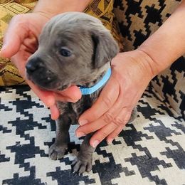 Boy 7 - Gray male Cane Corso puppy in Granbury, Texas from Revolutions Kennel