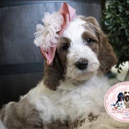 Goldendoodle Puppies from Best Doodles