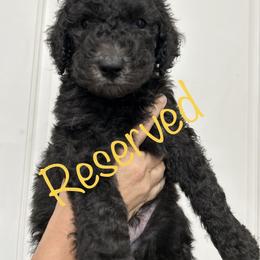 Poodle Puppies from Post Falls Poodles