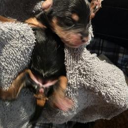 Yorkipoo and Yorkshire Terrier Puppies from Sonshine Yorkies