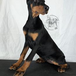 Rumor - Cropped Ears (AV) - Doberman Pinscher puppy from Jackson's Dobermans