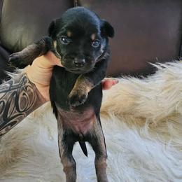 Honey - Black white and tan female Xoloitzcuintli puppy in Eugene, Oregon from Naked nobles kennel