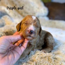 Purple girl - Apricot female Goldendoodle puppy in Valdese, North Carolina from Doodling All Day Goldendoodles