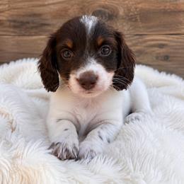 Pollie-CKC - Piebald male Dachshund puppy in Tecumseh, Oklahoma from MoonBerry Miniature Dachshunds