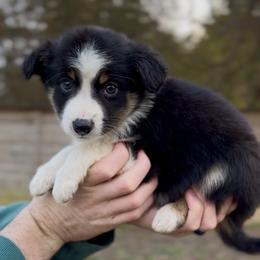 Bennett - Boy 1 - Black tri male Miniature Australian Shepherd puppy in Murfreesboro, Tennessee from Norby's Mini Aussies