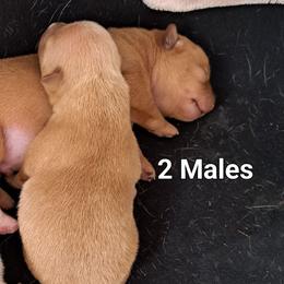 Chihuahuas from Restoration Pups /Penni