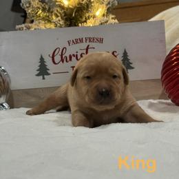 King - Yellow male Labrador Retriever puppy in Tigard, Oregon from Morrison Labrador Retreivers