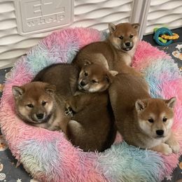 Shiba Inu Puppies from Tobitatsu Shiba Inu