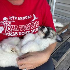Anatolian Pyrenees and Goldendoodle Puppies from Up Shinn Creek