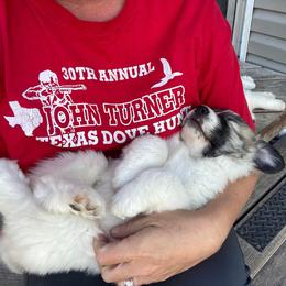 Anatolian Pyrenees and Goldendoodle Puppies from Up Shinn Creek