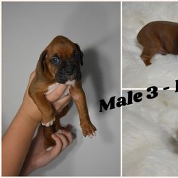 Boxer Puppies from Bowers Boxers