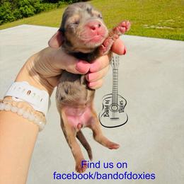 Dixie, AKC, female - Dapple female Dachshund puppy in Carriere, Mississippi from Band Of Doxies
