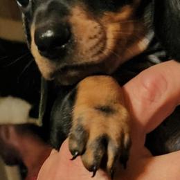 Dachshunds from J&J PUPPIES