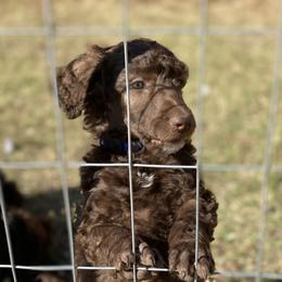 Poodle Puppies from Parapoodles