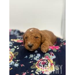 Dorthy - Red  female Goldendoodle puppy in Smithfield, Kentucky from KBK9 Kennels