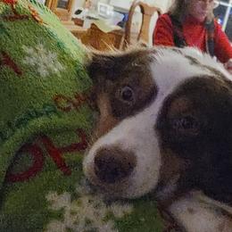 Miniature Australian Shepherds from A&A K9's