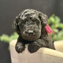 Twinkle - Black female Goldendoodle puppy in Rainier, Oregon from Beaver Springs Puppies