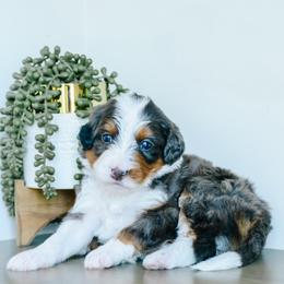 Girl 2 - Merle female Bernedoodle puppy in Spanish Fork, Utah from K Brand Doodles