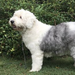 Meme - Old English Sheepdog