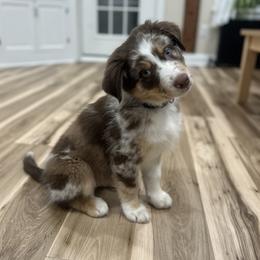 Australian Shepherd Puppies from Blosenski Aussies