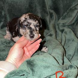 Mango - Merle male Goldendoodle puppy in Richmond, Texas from Harper’s Heartbeats