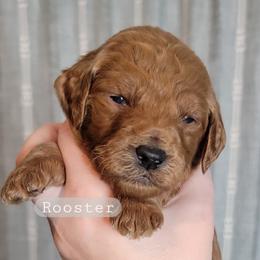 Rooster (Grey Collar) - Red  male Goldendoodle puppy in Scurry, Texas from 07 Seven Oaks Goldens and Doodles
