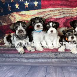Miniature Schnauzer Puppies from Von Baron Schnauzers