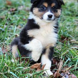 Butch Cassidy - Black tri-color male Australian Shepherd puppy in Keyser, West Virginia from Heartfelt Hollow Farm