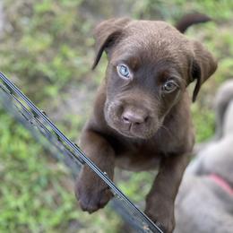 Dilute Retriever Puppies from Virdin’s Silver Labs