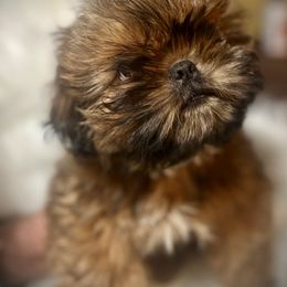 Shih Tzu Puppies from LowCol Ranch