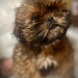 Shih Tzu Puppies from LowCol Ranch