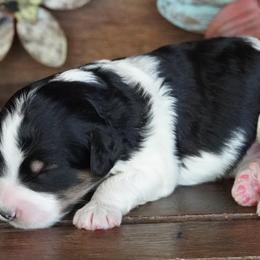 Kenzie Black and White 2 - Black and white male Aussiedoodle puppy in Lawton, Oklahoma from Lindsey’s Aussies