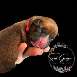 Pink collar - Fawn female Boxer puppy in Cochran, Georgia from Sweet Georgia Boston’s