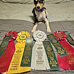 Basenji Puppies from Flutesong Basenjis II