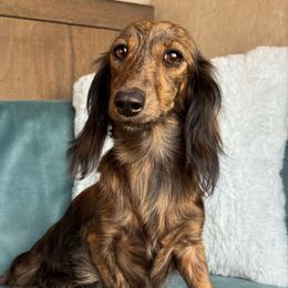 Sabine - Dachshund
